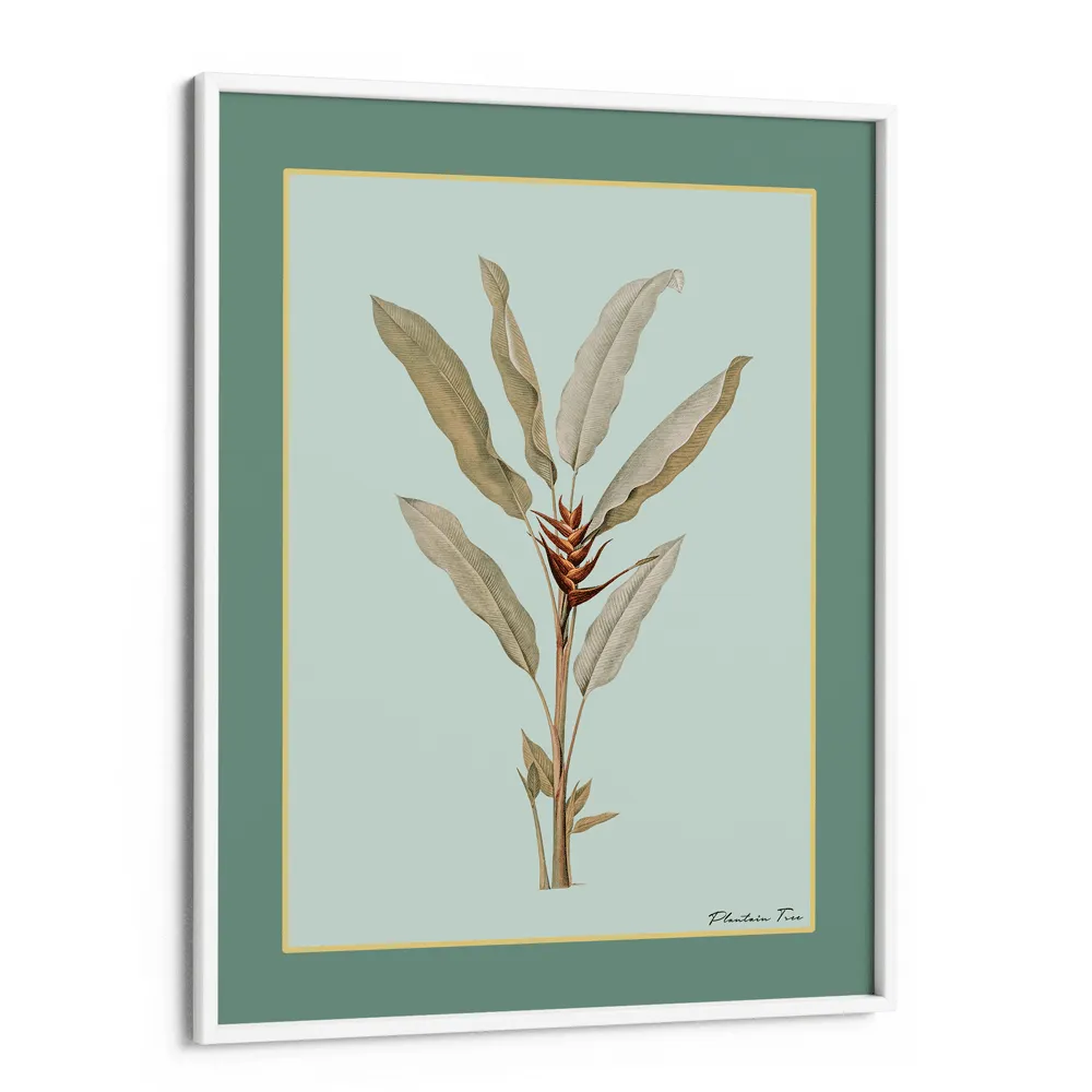 Plantain Tree II - Sage