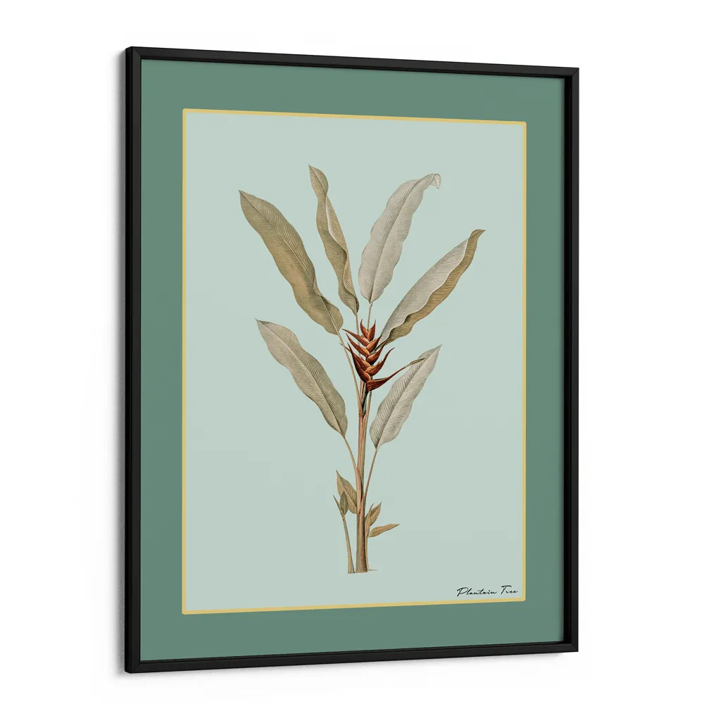 Plantain Tree II - Sage