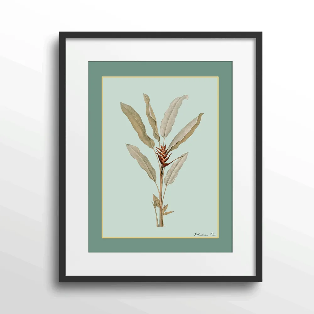 Plantain Tree II - Sage