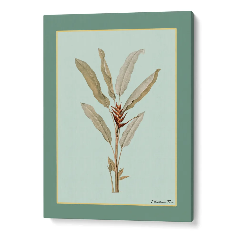 Plantain Tree II - Sage