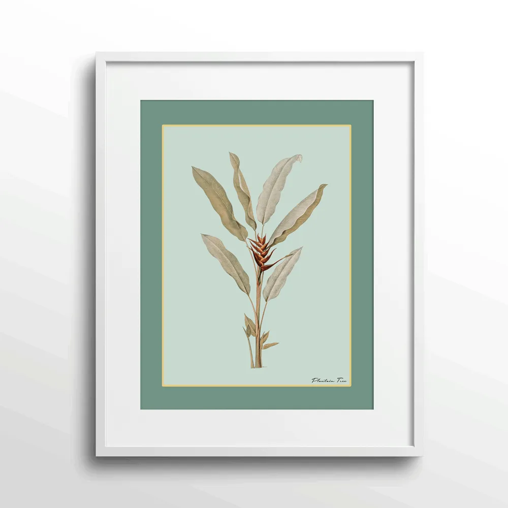 Plantain Tree II - Sage