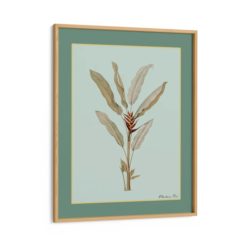 Plantain Tree II - Sage